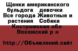 Щенки американского бульдога ( девочки) - Все города Животные и растения » Собаки   . Костромская обл.,Вохомский р-н